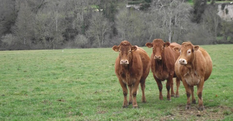 La Ferme de Chaumeil